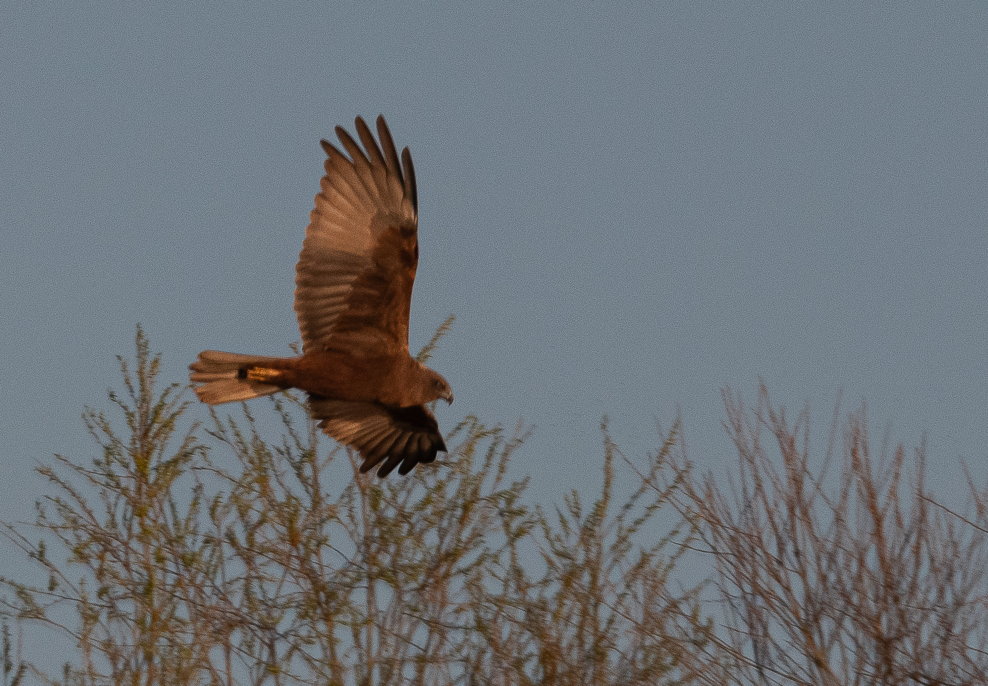 Busard des roseaux (Western Marsh Harrier, Circus aeruginosus), mâle adulte, Dépot 54 de la Réserve Naturelle de Mont-Bernanchon, Hauts de France.